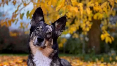 Australian Shepherd Husky Dog Breed Price, Lifespan, Temperament and Size