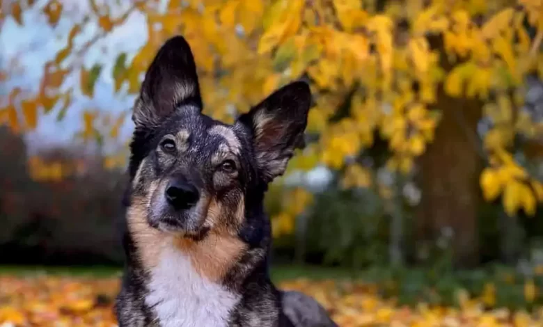 Australian Shepherd Husky Dog Breed Price, Lifespan, Temperament and Size