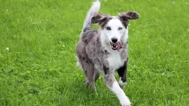 Australian Shepherd Lab Mix Dog Breed Price, Lifespan, Temperament and Size