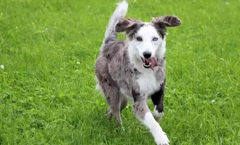 Australian Shepherd Lab Mix Dog Breed Price, Lifespan, Temperament and Size