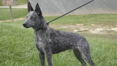 Australian Stumpy Tail Cattle Dog Breed Price, Lifespan, Temperament and Size