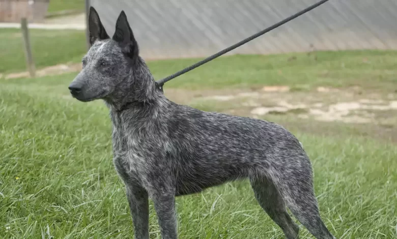Australian Stumpy Tail Cattle Dog Breed Price, Lifespan, Temperament and Size
