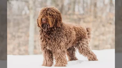 Barbet Dog Breed, Price, Lifespan, Temperament and Size