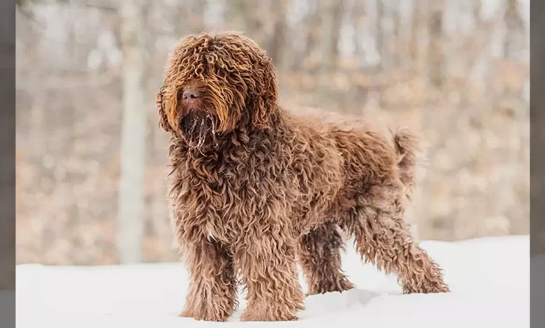 Barbet Dog Breed, Price, Lifespan, Temperament and Size