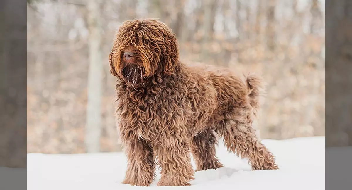 Barbet Dog Breed, Price, Lifespan, Temperament and Size