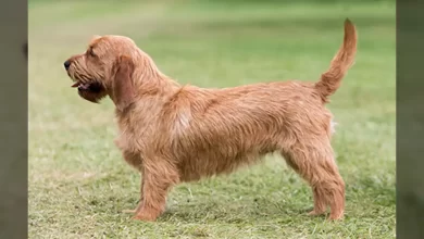 Basset Fauve de Bretagne Dog Breed, Price, Lifespan, Temperament and Size
