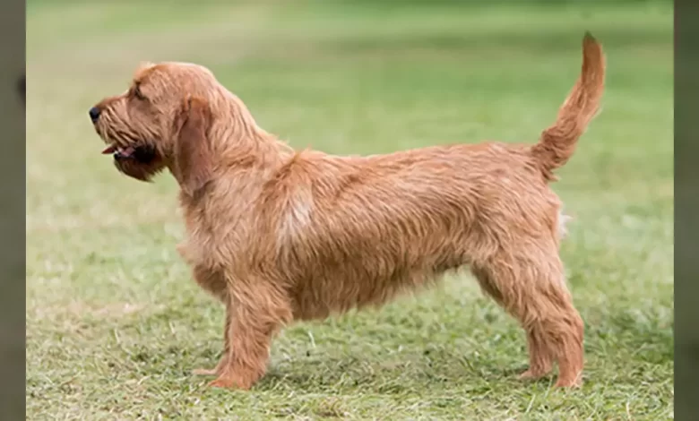 Basset Fauve de Bretagne Dog Breed, Price, Lifespan, Temperament and Size