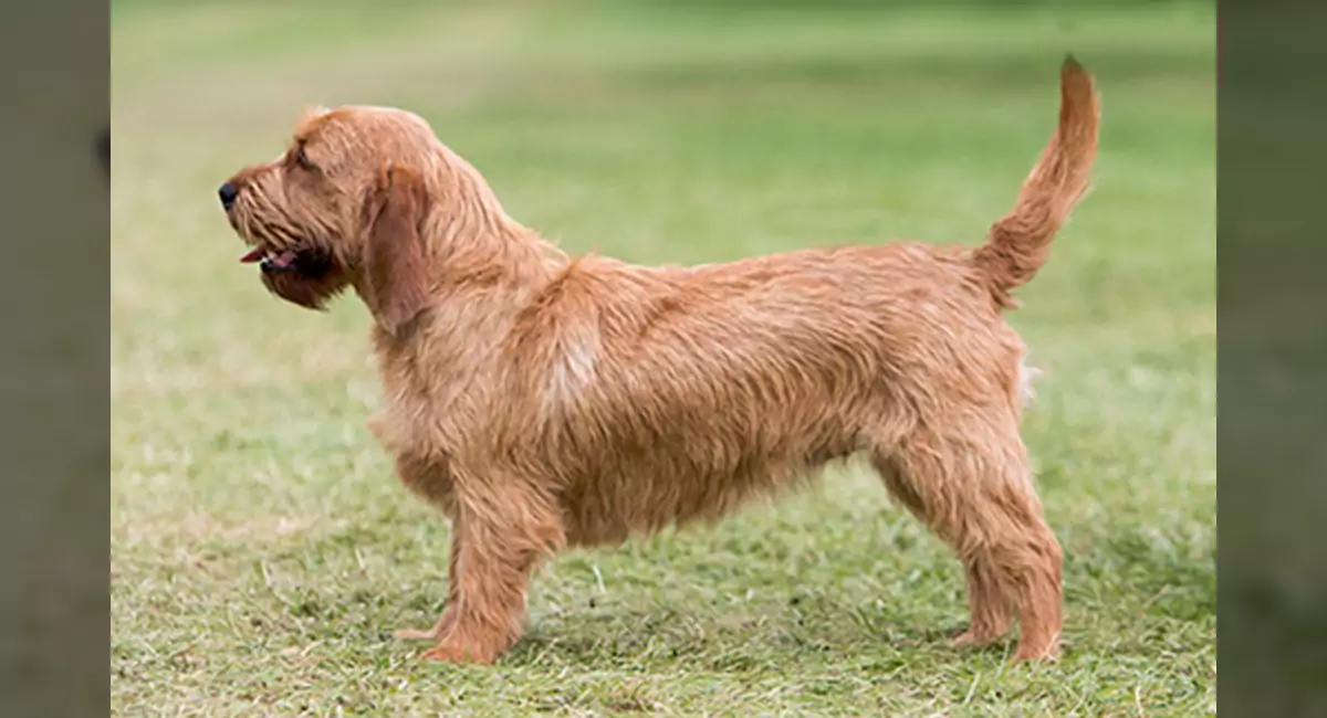 Basset Fauve de Bretagne Dog Breed, Price, Lifespan, Temperament and Size