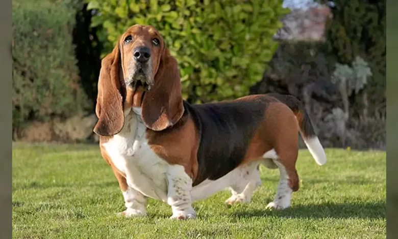 Basset Hound Dog Breed, Price, Lifespan, Temperament and Size