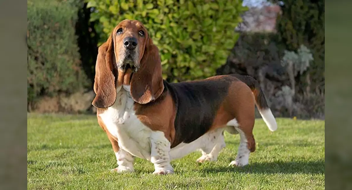 Basset Hound Dog Breed, Price, Lifespan, Temperament and Size