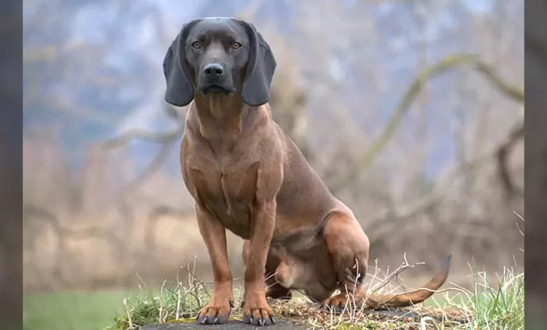 Bavarian Mountain Dog Breed, Price, Lifespan, Temperament and Size