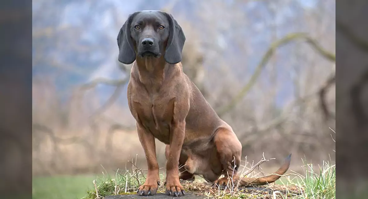 Bavarian Mountain Dog Breed, Price, Lifespan, Temperament and Size