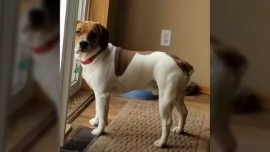 Beabull Dog Breed, Price, Lifespan, Temperament and Size