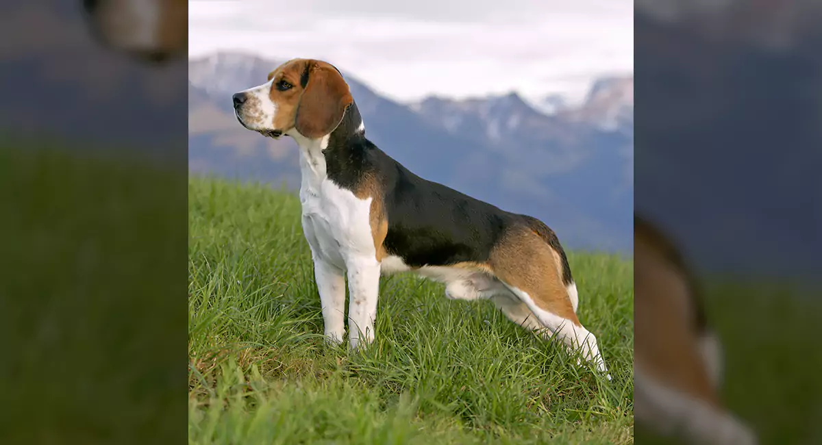 Beaglier Dog Breed, Price, Lifespan, Temperament and Size