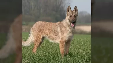 Belgian Laekenois Dog Breed, Price, Lifespan, Temperament and Size