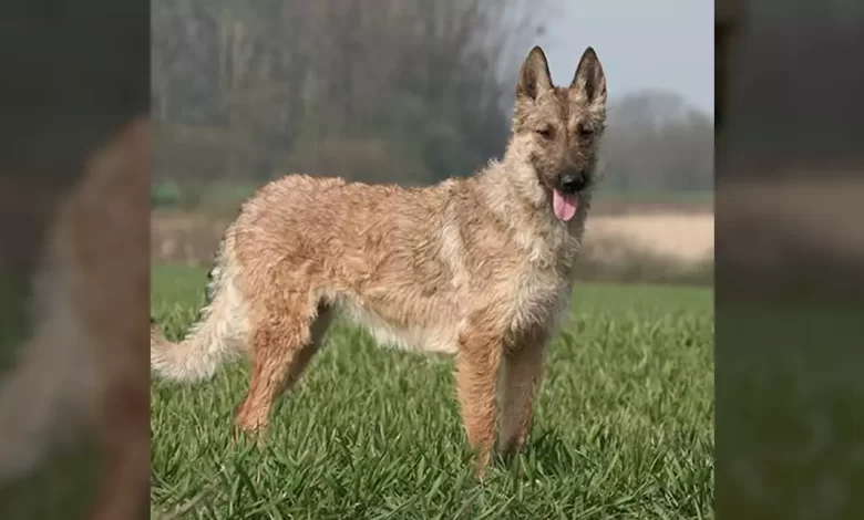 Belgian Laekenois Dog Breed, Price, Lifespan, Temperament and Size
