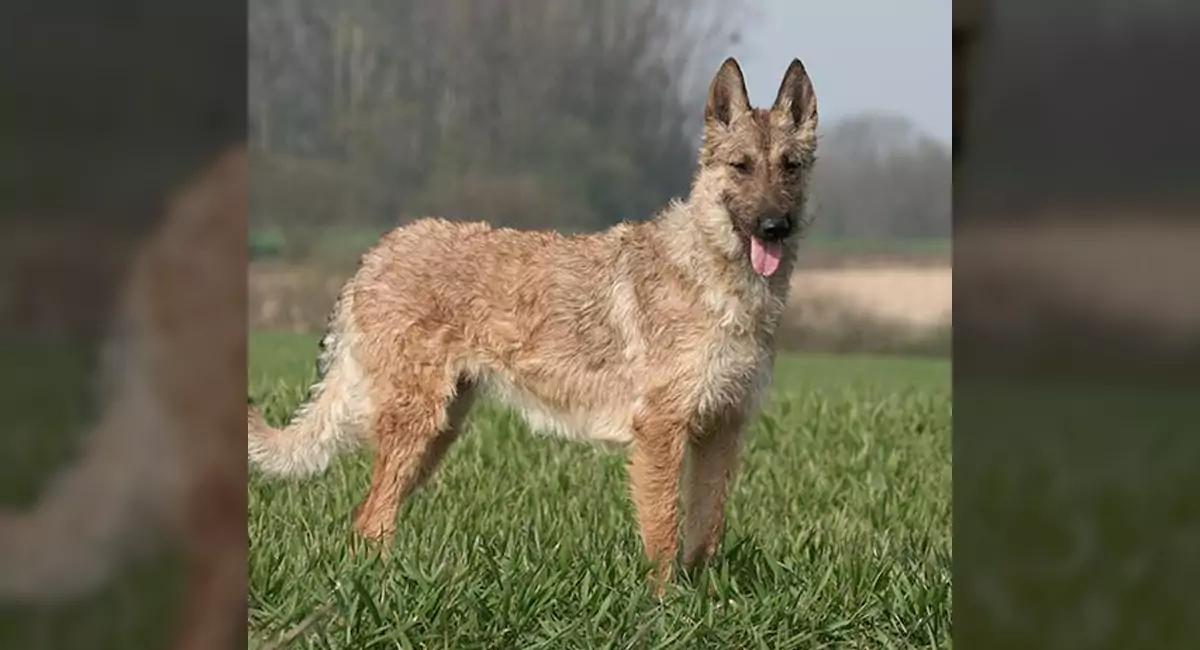 Belgian Laekenois Dog Breed, Price, Lifespan, Temperament and Size