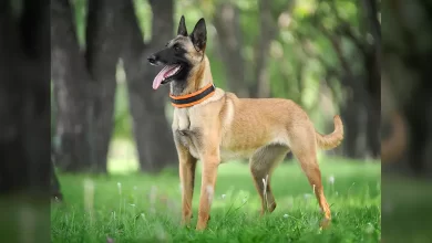 Belgian Malinois Dog Breed, Price, Lifespan, Temperament and Size