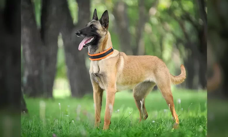 Belgian Malinois Dog Breed, Price, Lifespan, Temperament and Size