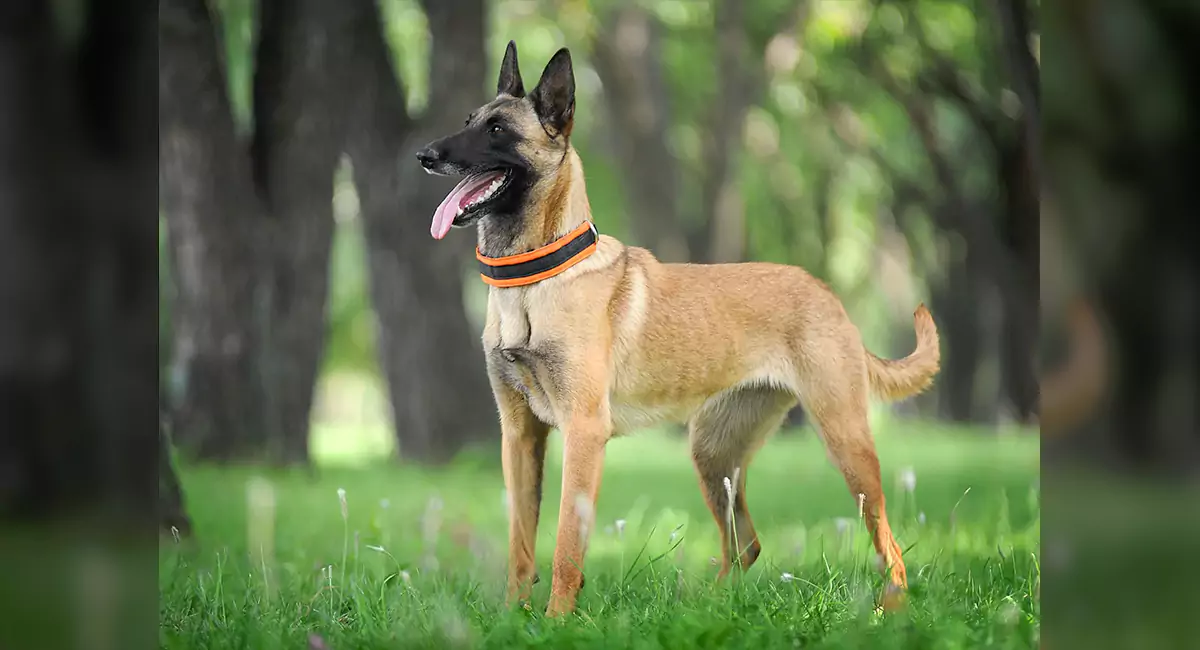 Belgian Malinois Dog Breed, Price, Lifespan, Temperament and Size