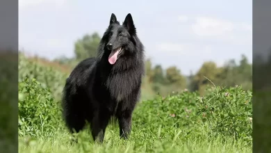 Belgian Sheepdog Dog Breed, Price, Lifespan, Temperament and Size