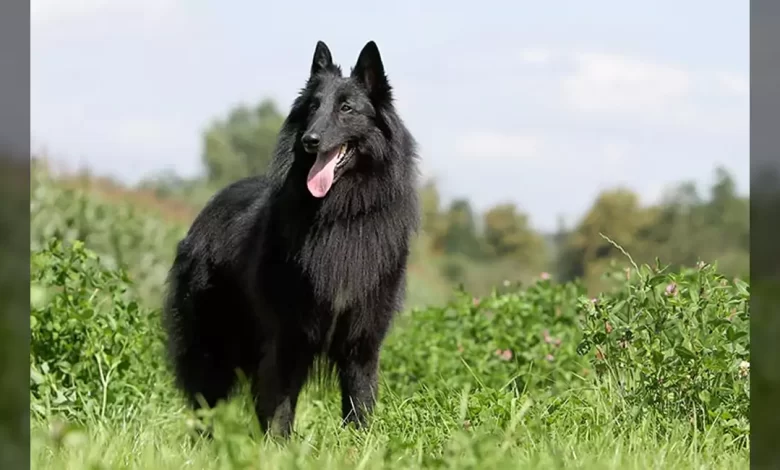 Belgian Sheepdog Dog Breed, Price, Lifespan, Temperament and Size
