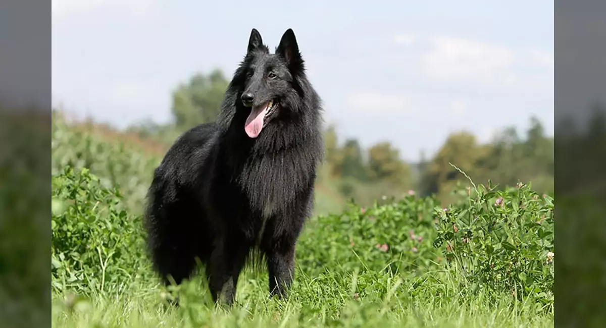 Belgian Sheepdog Dog Breed, Price, Lifespan, Temperament and Size
