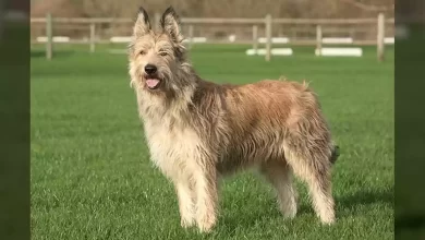 Berger Picard Dog Breed, Price, Lifespan, Temperament and Size