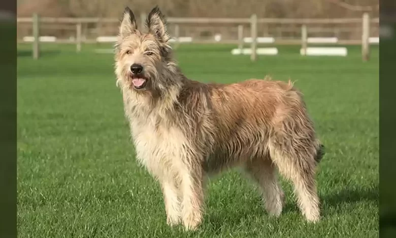 Berger Picard Dog Breed, Price, Lifespan, Temperament and Size