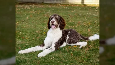 Bernedoodle Dog Breed, Price, Lifespan, Temperament and Size