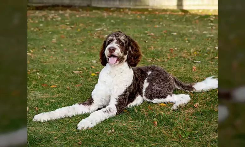 Bernedoodle Dog Breed, Price, Lifespan, Temperament and Size
