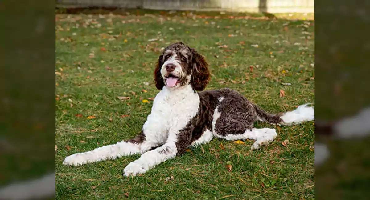Bernedoodle Dog Breed, Price, Lifespan, Temperament and Size