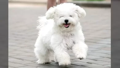 Bichon Frise Dog Breed, Price, Lifespan, Temperament and Size