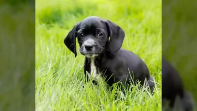 Bocker Dog Breed, Price, Lifespan, Temperament and Size