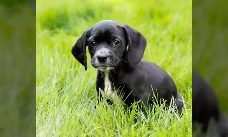 Bocker Dog Breed, Price, Lifespan, Temperament and Size