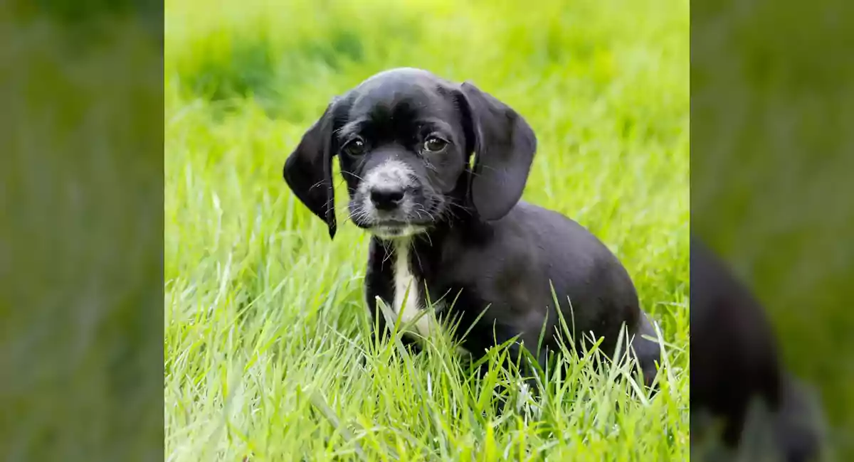 Bocker Dog Breed, Price, Lifespan, Temperament and Size
