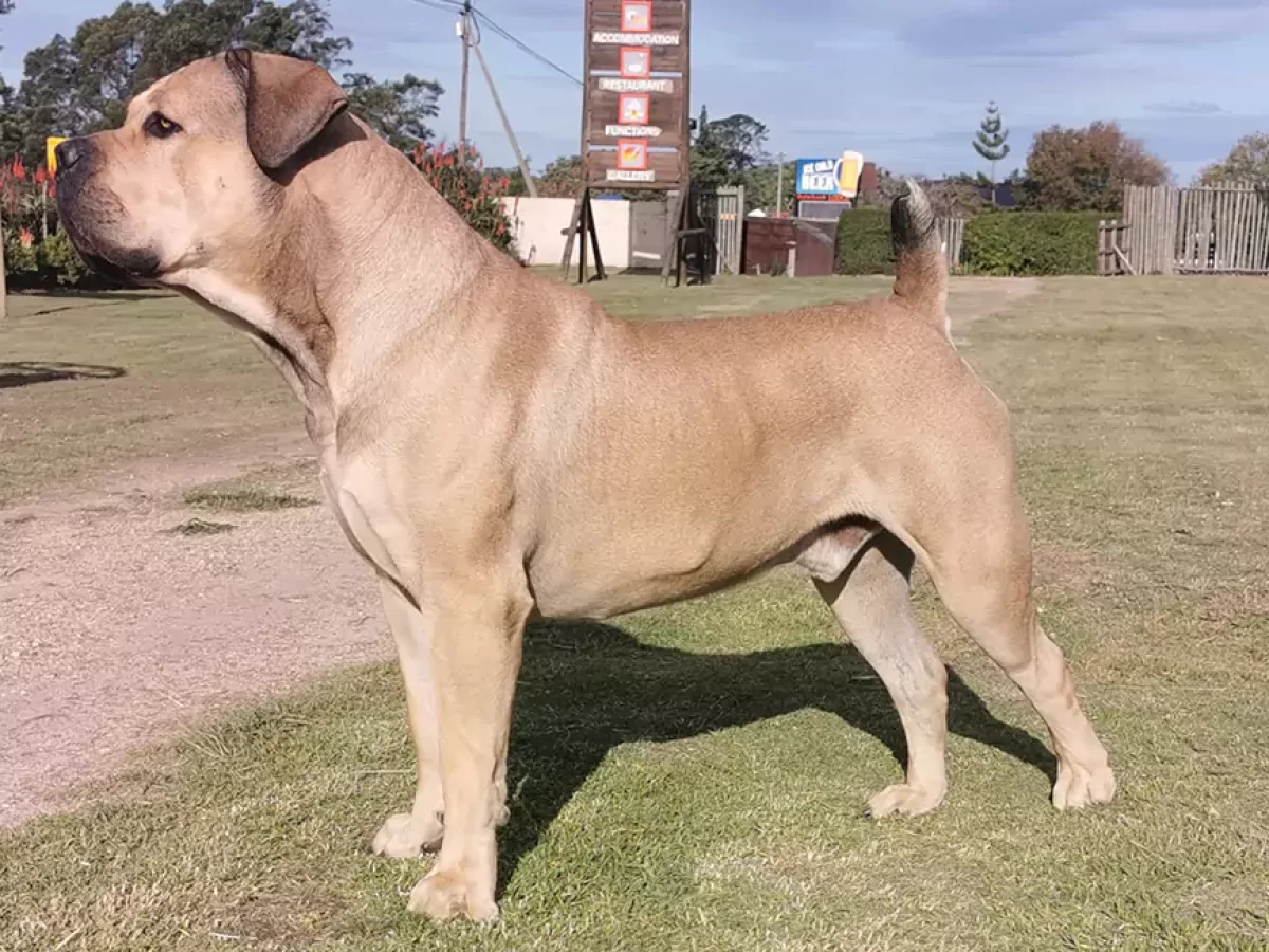 How Much Do Boerboels Cost