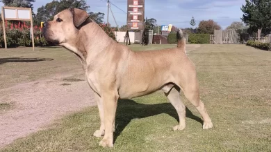 Boerboel Dog Breed, Price, Lifespan, Temperament and Size