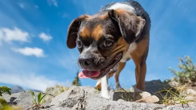 Boglen Terrier Dog Breed, Price, Lifespan, Temperament and Size