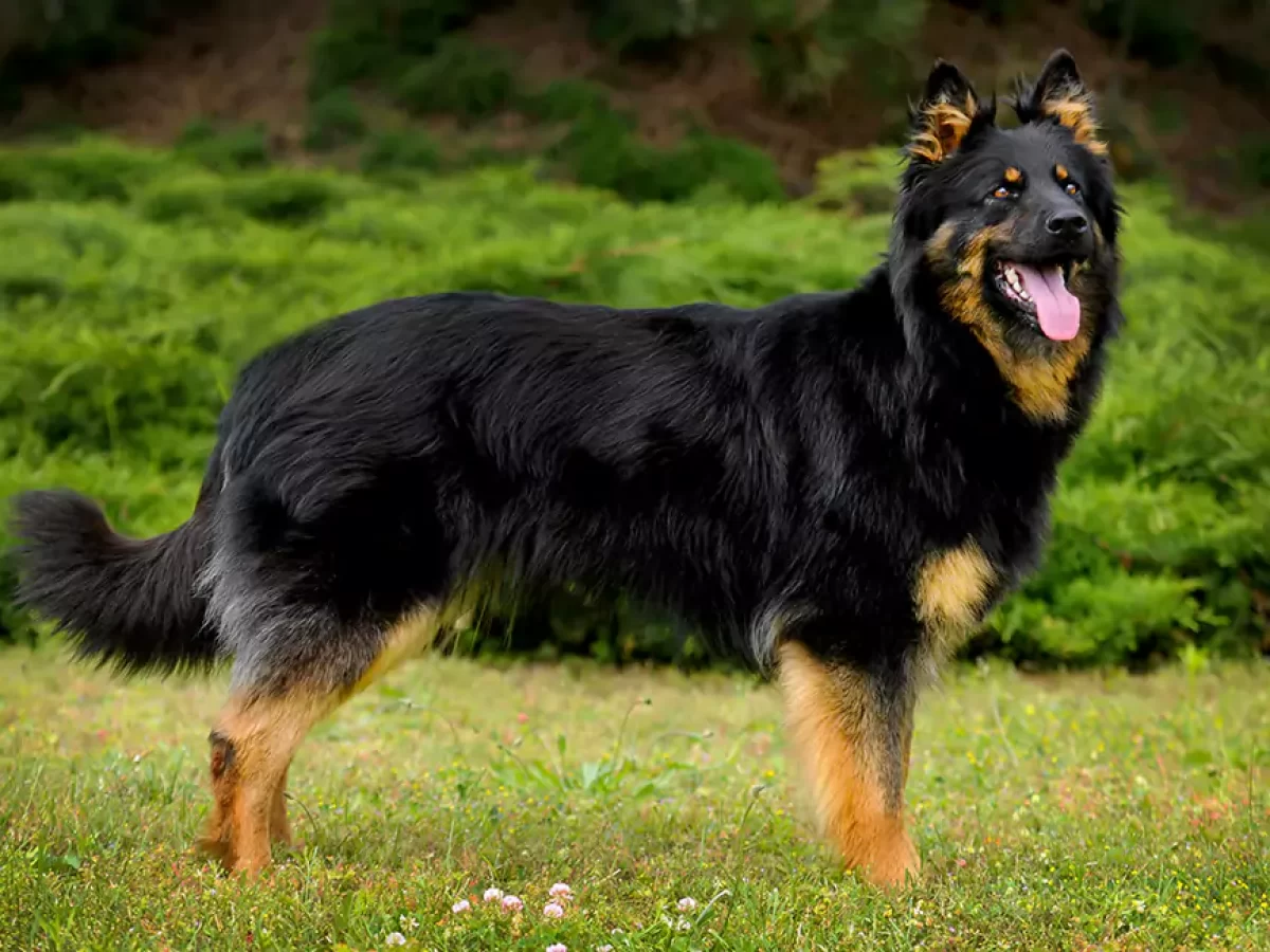 Bohemian Shepherd Dog Breed, Price, Lifespan, Temperament and Size »  DecadesLife