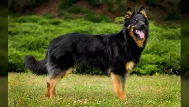 Bohemian Shepherd Dog Breed, Price, Lifespan, Temperament and Size