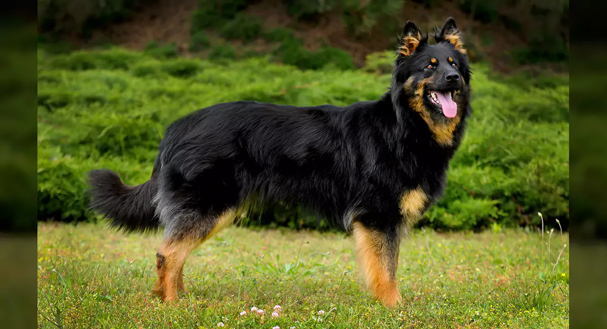 Bohemian Shepherd Dog Breed, Price, Lifespan, Temperament and Size