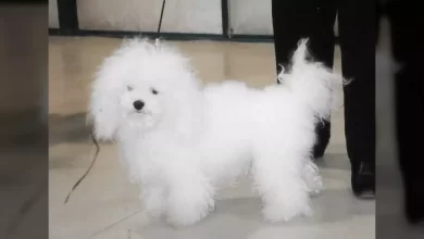 Bolognese Dog Breed, Price, Lifespan, Temperament and Size