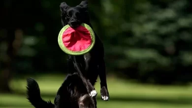 Borador Dog Breed, Price, Lifespan, Temperament and Size