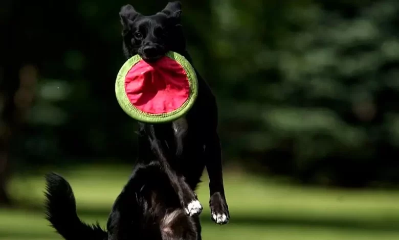 Borador Dog Breed, Price, Lifespan, Temperament and Size