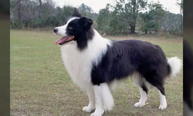Border Collie Dog Breed, Price, Lifespan, Temperament and Size