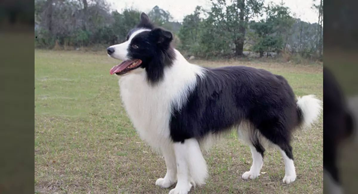 Border Collie Dog Breed, Price, Lifespan, Temperament and Size