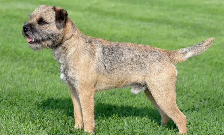 Border Terrier Dog Breed, Price, Lifespan, Temperament and Size
