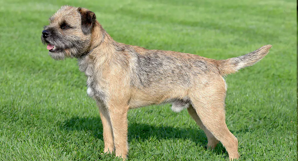 Border Terrier Dog Breed, Price, Lifespan, Temperament and Size
