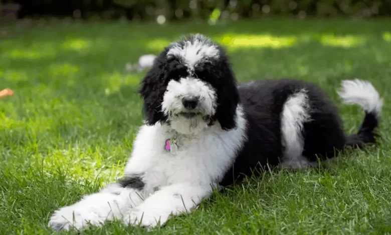 Bordoodle Dog Breed, Price, Lifespan, Temperament and Size